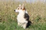 CORGI PEMBROKE 691